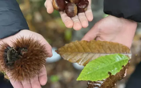 Mani che raccolgono castagne autunno: una con un riccio spinoso, un'altra con castagne lucide, e una terza con foglie cadute.