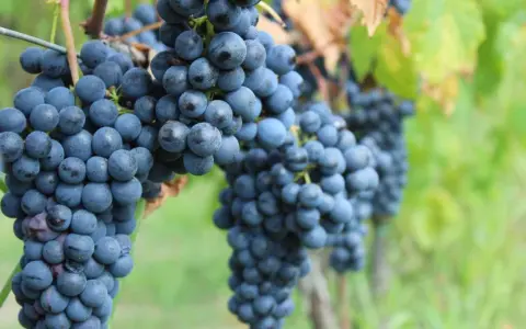 Grappoli maturi di vitigno Chianti pendono dai tralci, pronti per la vendemmia.