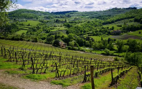 Un tour in Toscana tra dolci colline verdi, vigneti rigogliosi e casali immersi nella natura.