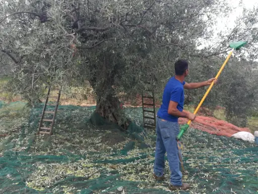 Uomo con rastrello raccoglie olive da un grande albero, reti a terra per la raccolta olive tradizionale.