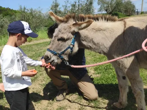 Bambino offre carote a un asinello, un momento di tenerezza tra i bellissimi animali Umbria.