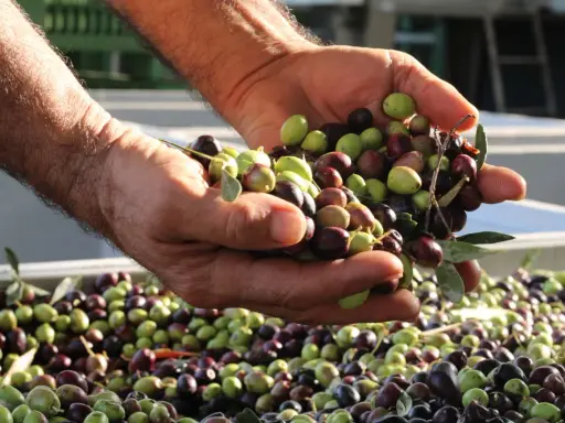 Mani che mostrano il raccolto di olive fresche, verdi e nere, un esempio di come si raccolgono le olive.