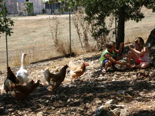 Bambini giocano in una masseria didattica in Puglia, circondati da galline e un'oca.