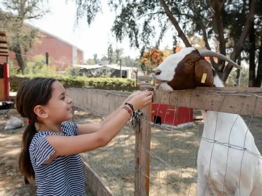 Bambina offre cibo a una capra in una delle fattorie con animali a Milano.