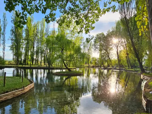 Un'isola verde con un salice piangente al centro, riflessa in un lago tranquillo. Un angolo di pace in Umbria, tra curiosità sull'acqua e natura rigogliosa.