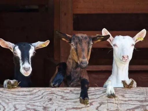 Tre caprette curiose sporgono da una staccionata in legno, un'immagine tipica degli animali in Sicilia.