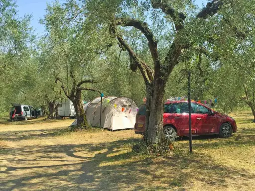 Un tranquillo **agricampeggio nel Lazio**, tra ulivi secolari, con tende e auto parcheggiate.