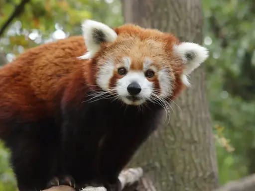 Panda rosso in un parco con animali in Toscana, con il suo muso bianco e le orecchie bianche.