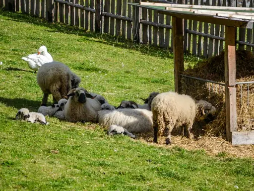 Un gregge di pecore e agnelli riposa sull'erba verde, con un'oca bianca che pascola nelle vicinanze. Un'immagine idilliaca delle fattorie altoatesine.