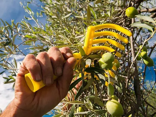 Mano che afferra un rastrello giallo per la raccolta olive, con rami carichi di frutti verdi sotto un cielo azzurro.