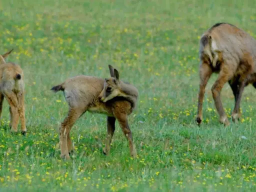 Tre camosci pascolano in un prato fiorito, un'immagine che evoca la pace del **park zoo Poppi**.