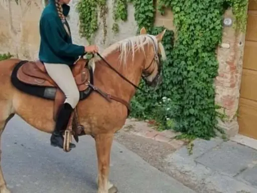 Cavalli toscana: una persona cavalca un cavallo biondo lungo una strada di ciottoli, con edera che ricopre un muro di pietra.