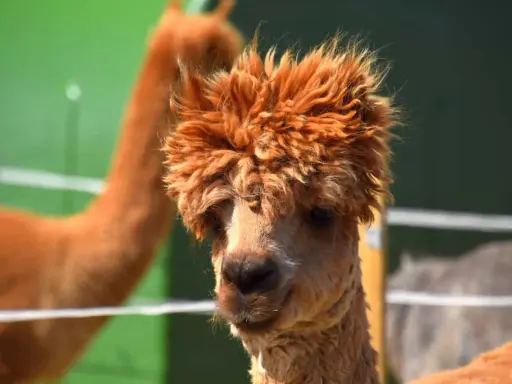 Alpaca con folta criniera in una masseria con animali in Puglia.