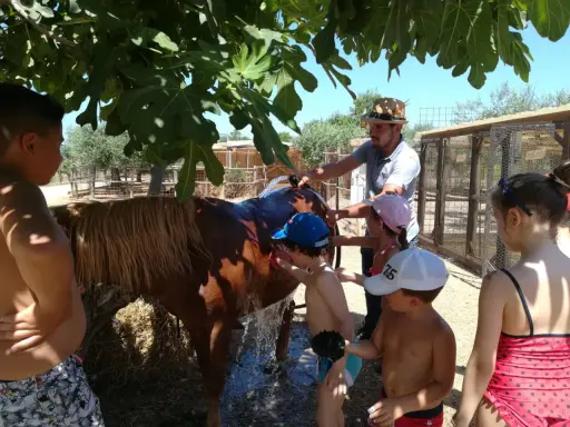 Children and a man wash a brown horse under a fig tree at a farm.
