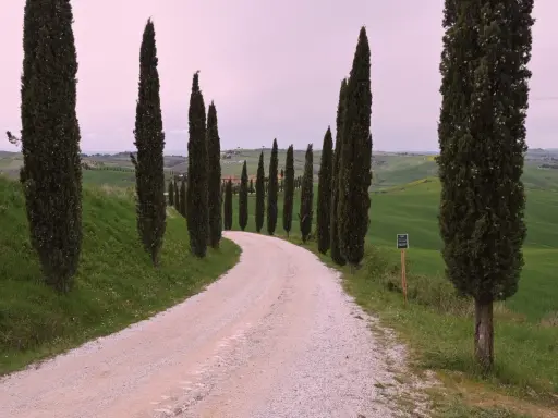 Strada dei cipressi in Val d'Orcia, un sentiero sterrato serpeggia tra dolci colline verdi, fiancheggiato da alti cipressi.