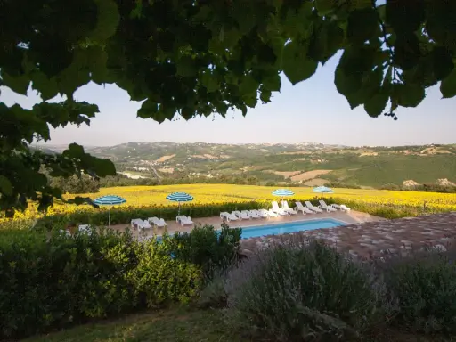 Piscina e lettini con vista su un campo di girasoli, tipici degli agriturismi nelle colline marchigiane.