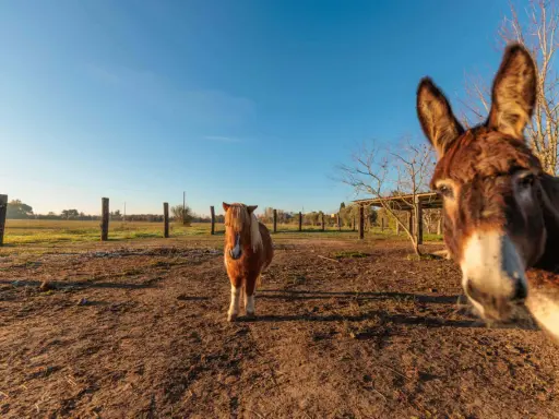 Un asino curioso si avvicina alla telecamera in un parco con animali in Toscana, mentre un pony osserva in lontananza.