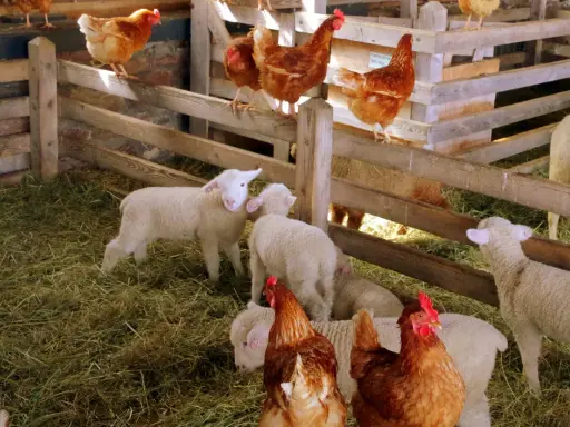 Galline e agnelli in un recinto di legno in una fattoria nelle Marche. La scena è piena di fieno e animali che interagiscono pacificamente.