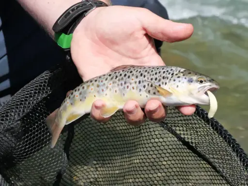 Trota fario appena pescata in un torrente del Trentino Alto Adige, con un'esca in bocca.