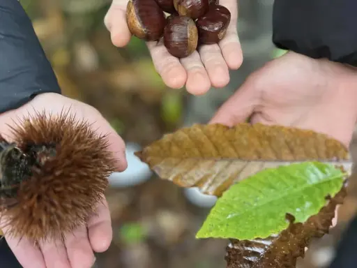Mani che raccolgono castagne autunno: una con un riccio spinoso, un'altra con castagne lucide, e una terza con foglie cadute.