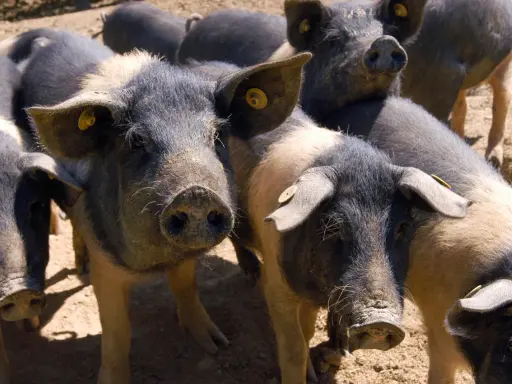 Un gruppo di maiali neri toscani con orecchie maculate e targhette gialle, curiosi e vicini tra loro.