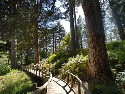 Sentiero in legno tra pini secolari e felci rigogliose, un invito a scoprire i paesi della Sila da visitare.