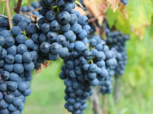 Grappoli maturi di vitigno Chianti pendono dai tralci, pronti per la vendemmia.