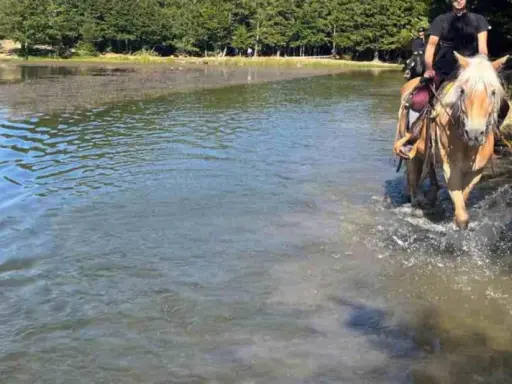 Cavalli che guadano un lago durante una passeggiata a cavallo a Reggio Emilia, con alberi sullo sfondo.