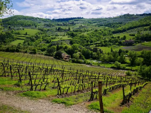 Un tour in Toscana tra dolci colline verdi, vigneti rigogliosi e casali immersi nella natura.