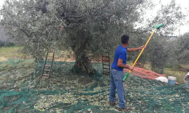 Uomo con rastrello raccoglie olive da un grande albero, reti a terra per la raccolta olive tradizionale.