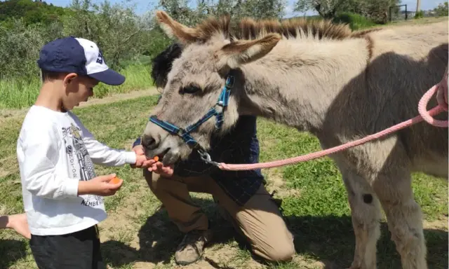 Bambino offre carote a un asinello, un momento di tenerezza tra i bellissimi animali Umbria.