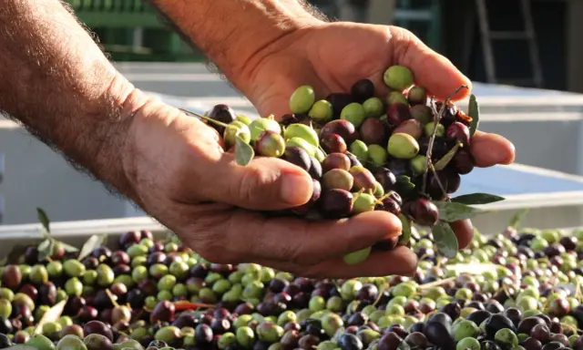 Mani che mostrano il raccolto di olive fresche, verdi e nere, un esempio di come si raccolgono le olive.