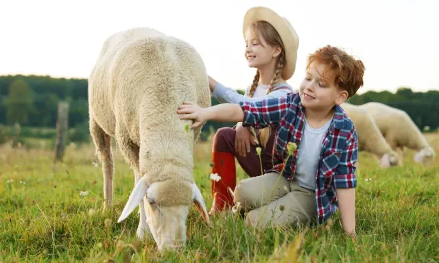 Bambini accarezzano pecore in una fattoria con animali. Un momento di gioia nella natura.
