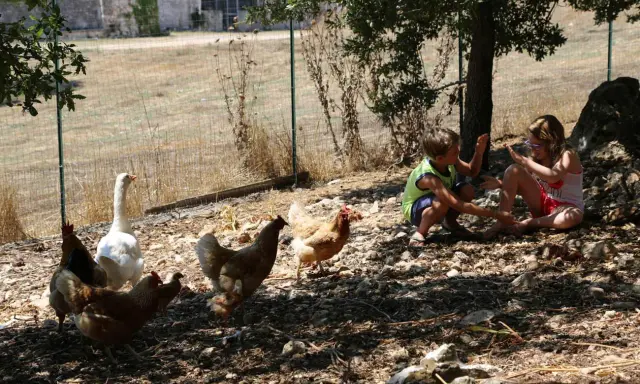 Bambini giocano in una masseria didattica in Puglia, circondati da galline e un'oca.