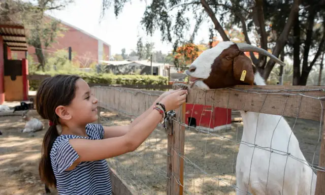 Bambina offre cibo a una capra in una delle fattorie con animali a Milano.