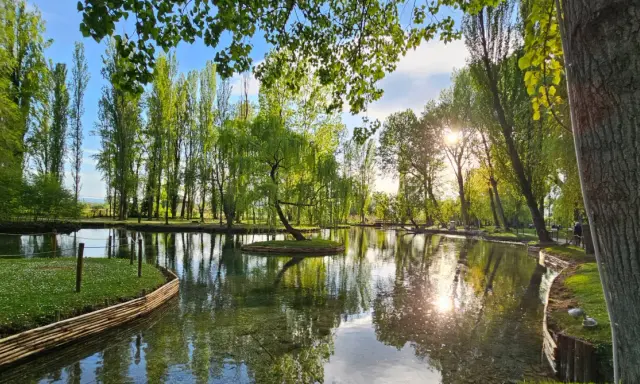 Un'isola verde con un salice piangente al centro, riflessa in un lago tranquillo. Un angolo di pace in Umbria, tra curiosità sull'acqua e natura rigogliosa.
