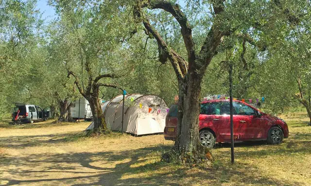 Un tranquillo **agricampeggio nel Lazio**, tra ulivi secolari, con tende e auto parcheggiate.