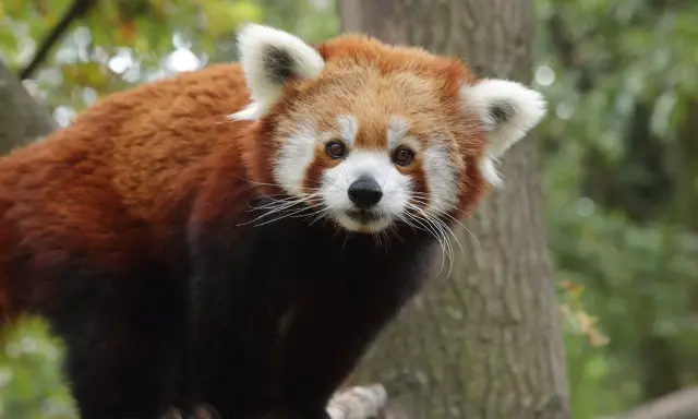 Panda rosso in un parco con animali in Toscana, con il suo muso bianco e le orecchie bianche.