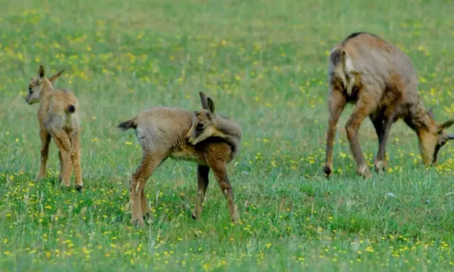 Tre camosci pascolano in un prato fiorito, un'immagine che evoca la pace del **park zoo Poppi**.