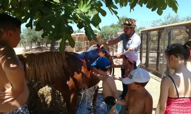 Children and a man wash a brown horse under a fig tree at a farm.