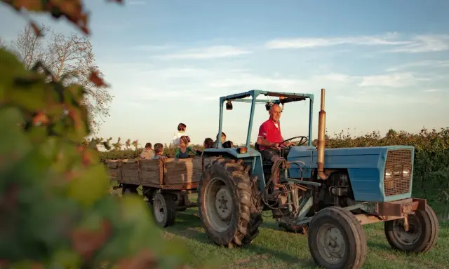Un trattore blu traina un carro pieno di bambini, un'esperienza indimenticabile di dormire in fattoria con bambini.