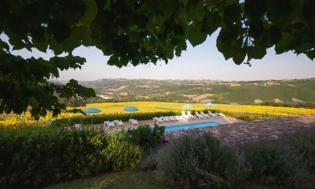 Piscina e lettini con vista su un campo di girasoli, tipici degli agriturismi nelle colline marchigiane.