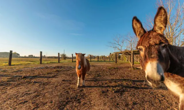 Un asino curioso si avvicina alla telecamera in un parco con animali in Toscana, mentre un pony osserva in lontananza.