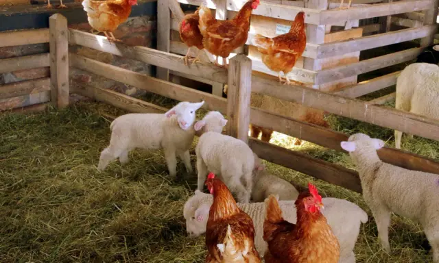 Galline e agnelli in un recinto di legno in una fattoria nelle Marche. La scena è piena di fieno e animali che interagiscono pacificamente.