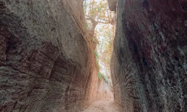 Sentiero scavato nella roccia, con alberi e luce che filtrano dall'alto. Un luogo suggestivo, dove la natura mostra cosa vedere.
