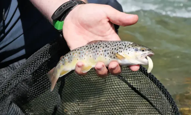 Trota fario appena pescata in un torrente del Trentino Alto Adige, con un'esca in bocca.