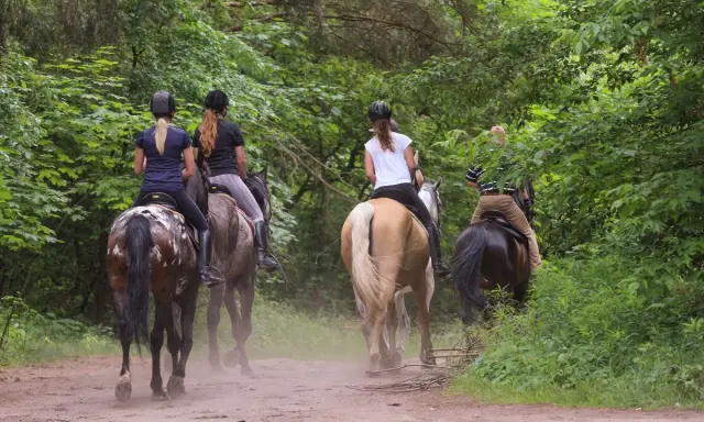 Quattro persone fanno passeggiate a cavallo in un bosco dell'Emilia Romagna, godendosi la natura.