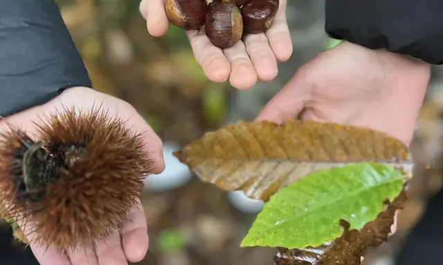 Mani che raccolgono castagne autunno: una con un riccio spinoso, un'altra con castagne lucide, e una terza con foglie cadute.