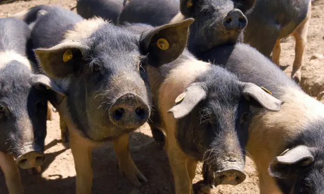 Un gruppo di maiali neri toscani con orecchie maculate e targhette gialle, curiosi e vicini tra loro.