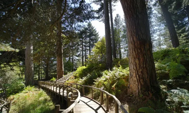 Sentiero in legno tra pini secolari e felci rigogliose, un invito a scoprire i paesi della Sila da visitare.
